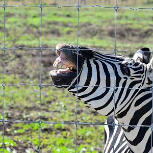 Plains Zebra