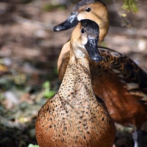 Wandering Whistling-Ducks