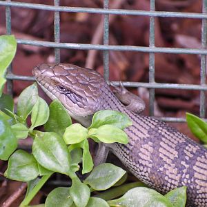 Eastern Bluetongue Lizard - wild