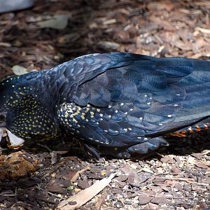 Forest Red-tailed Black Cockatoo