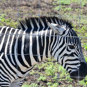 Plains Zebra