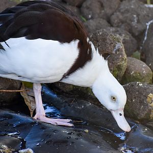Radjah Shelduck