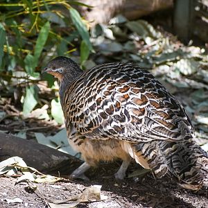 Malleefowl