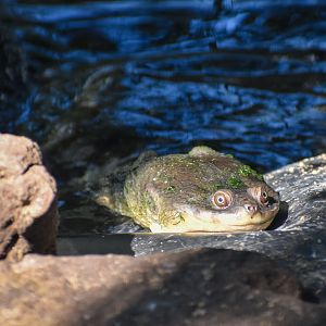 Broad-shelled Turtle