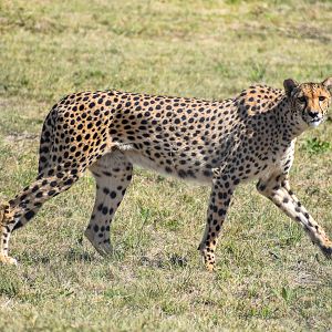 Cheetah