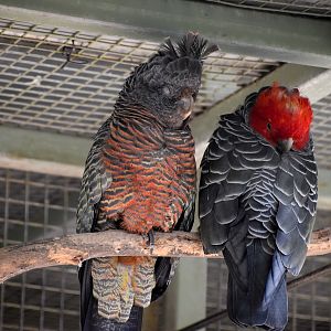 Gang-gang Cockatoo pair