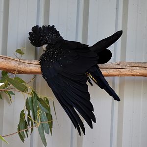 Red-tailed Black Cockatoo