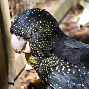 Forest Red-tailed Black Cockatoo