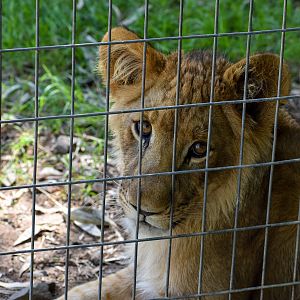 Lion Cub