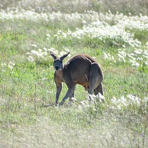 Red Kangaroo