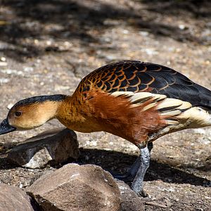 Wandering Whistling-Duck