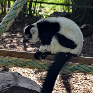 Black-and-white Ruffed Lemur