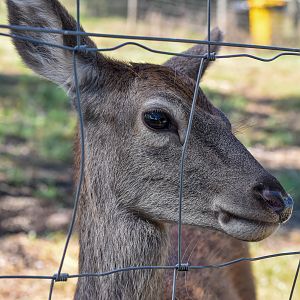 Red Deer