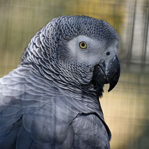 African Grey Parrot