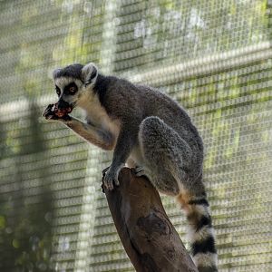 Ring-tailed Lemur