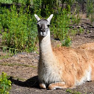 Guanaco