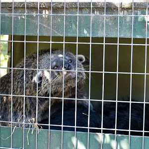 Javan Binturongs mating