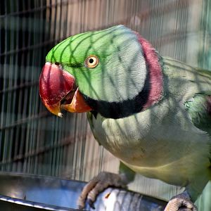 Alexandrine Parakeet