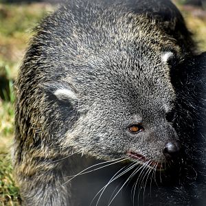 Javan Binturong