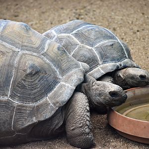 Aldabra Giant Tortoises