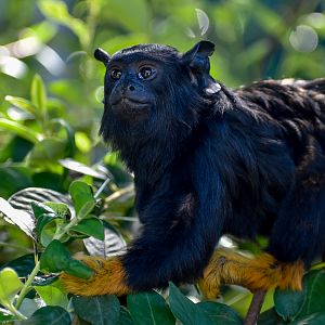 Red-handed Tamarin