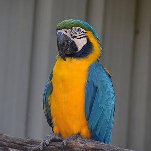 Blue and Gold Macaw