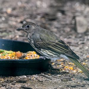 Australasian Figbird
