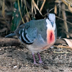 Luzon Bleeding-heart