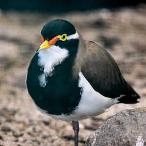 Banded Lapwing