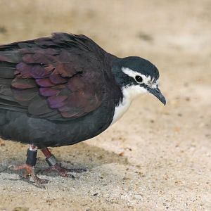 White-breasted Ground-dove