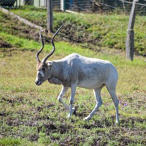 Addax