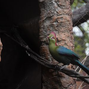 Fischer’s Turaco