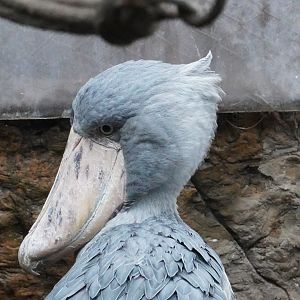 Shoebill Stork