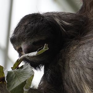 Brown Throated Sloth