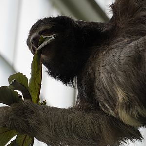 Brown Throated Sloth