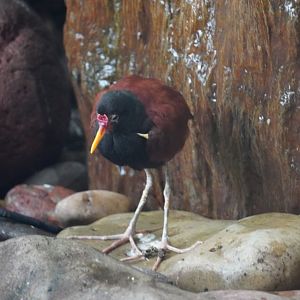Wattled Jacana