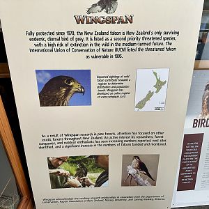 Wingspan Signage