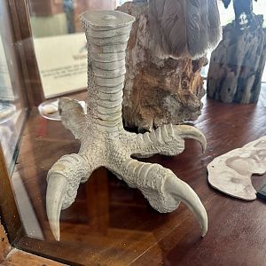 Haast’s Eagle (Foot Cast)