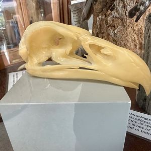 Raptor Skull (Unlabelled)