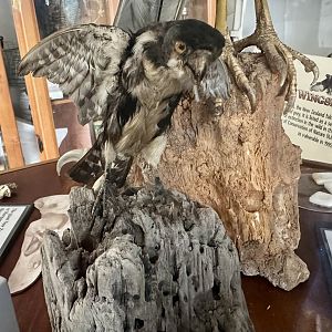 Black-legged falconette (Microhierax fringillarius)