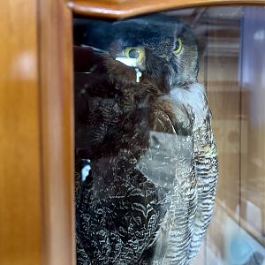 Great horned owl (Bubo virginianus)