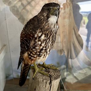 New Zealand falcon (Falco novaeseelandiae)