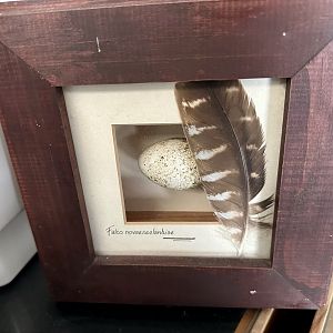 New Zealand Falcon Egg/Feather