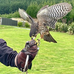 Arohaki (Male New Zealand Falcon)