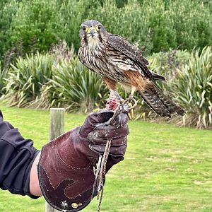 Arohaki (Male New Zealand Falcon)