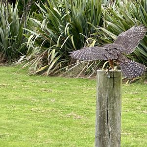 Male New Zealand Falcon Wingspan