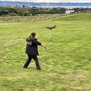 Male New Zealand Falcon Lure Training