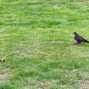 Male New Zealand Falcon Lure Training