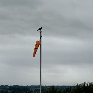Flight Demonstration Target Pole