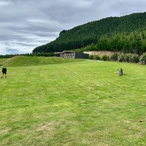 Female New Zealand Falcon Flying